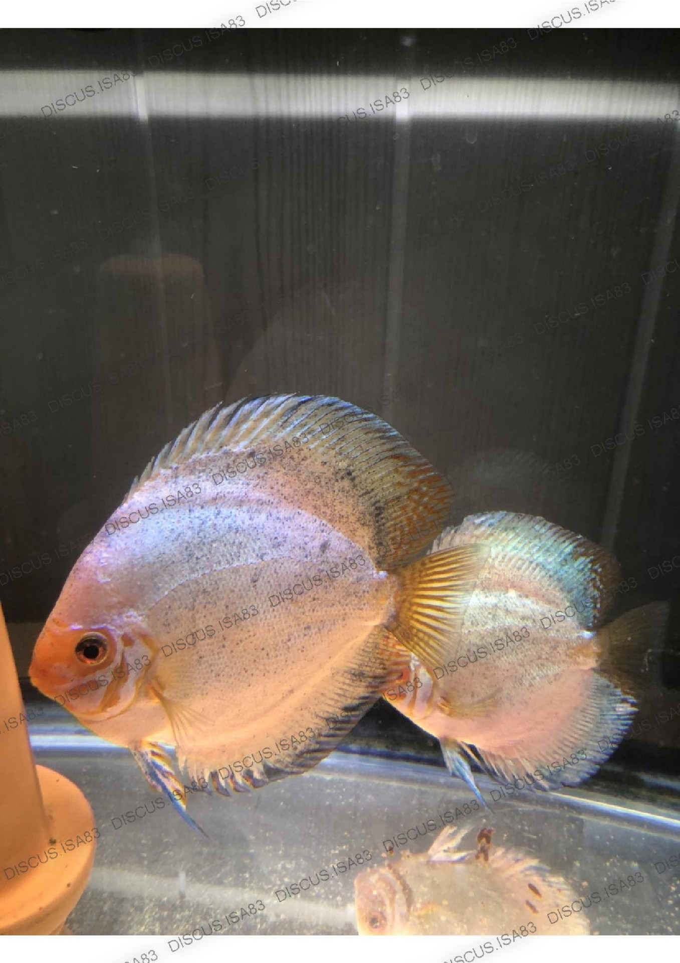 DISCUS PIGEON BLOOD SILVER