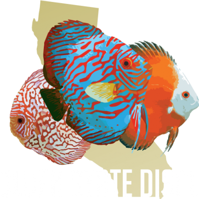 142 1423142 golden state discus discuss fish transparent png